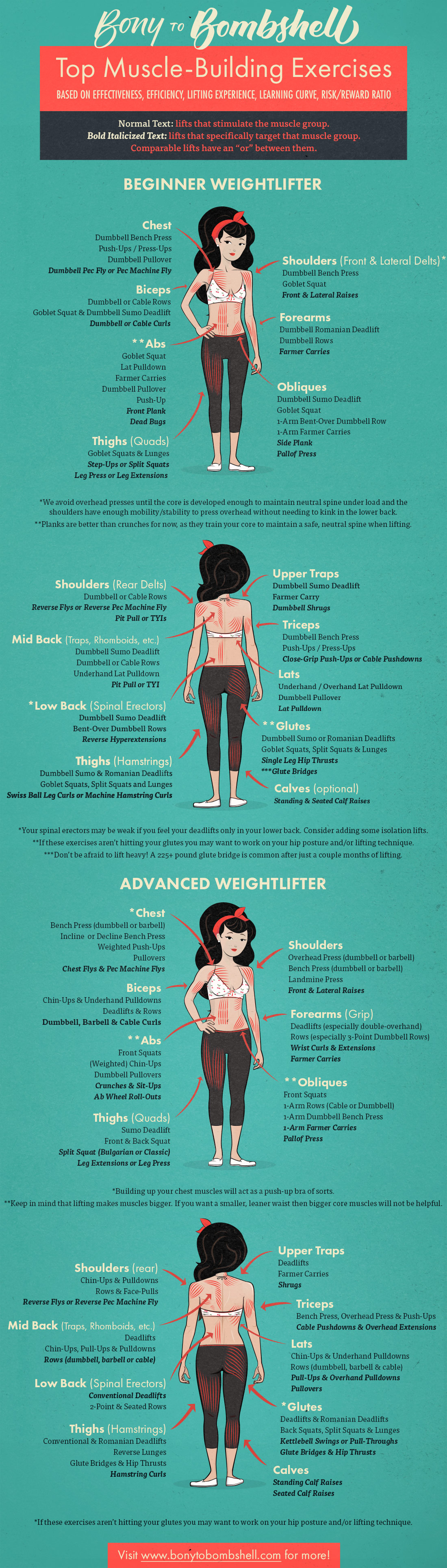 Weight Lifting Muscle Groups Chart