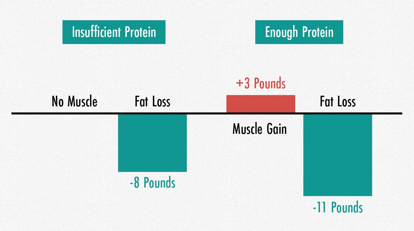 Graph showing that eating enough protein causes muscle growth and fat loss.